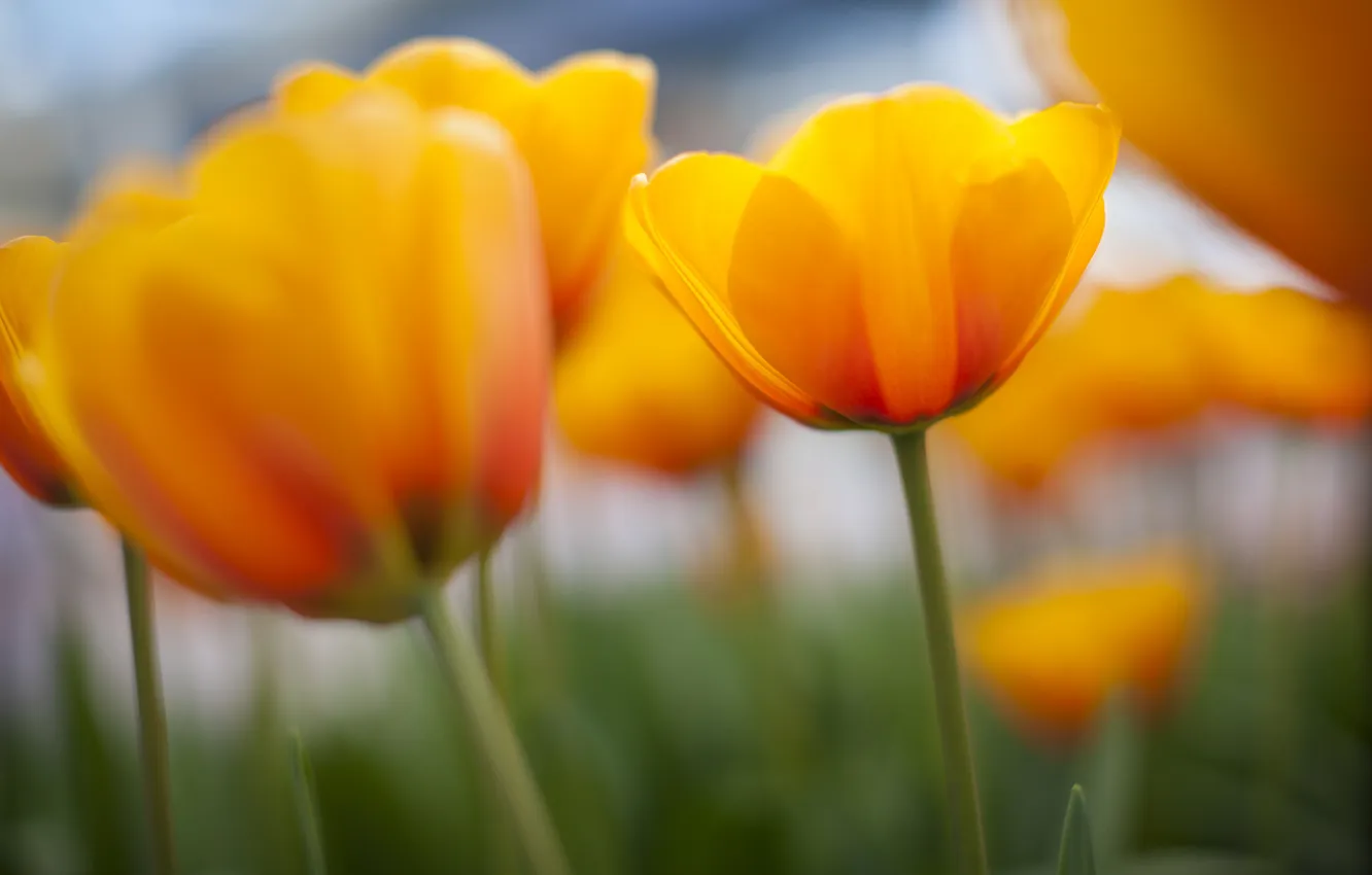 Photo wallpaper yellow, nature, spring, tulips, a lot