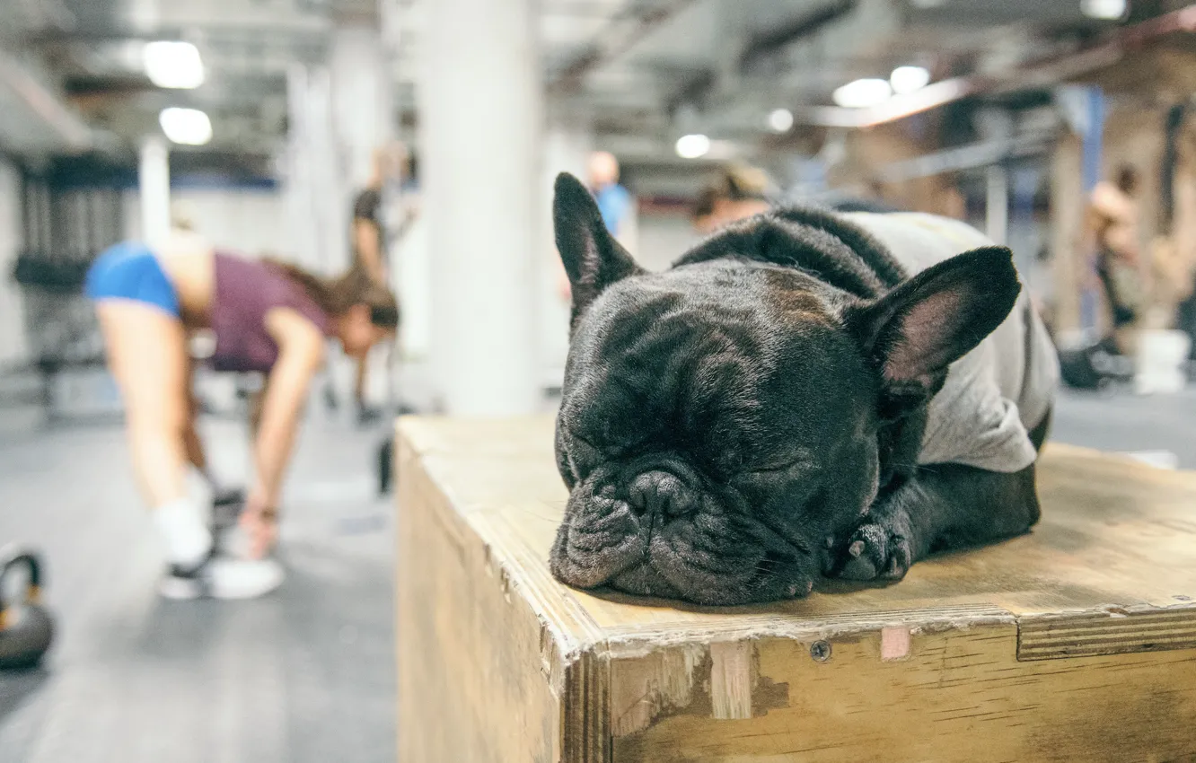 Photo wallpaper gym, black dog, Crossfit