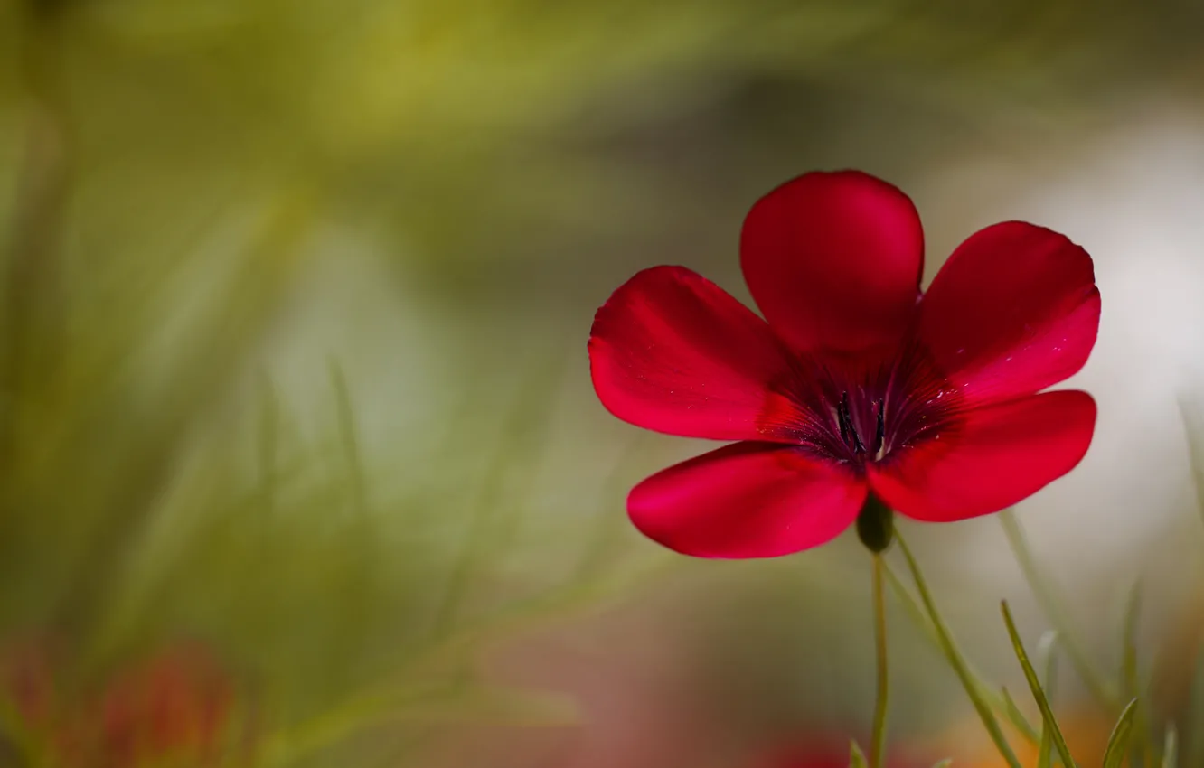 Photo wallpaper flower, macro, red, green, background, plant