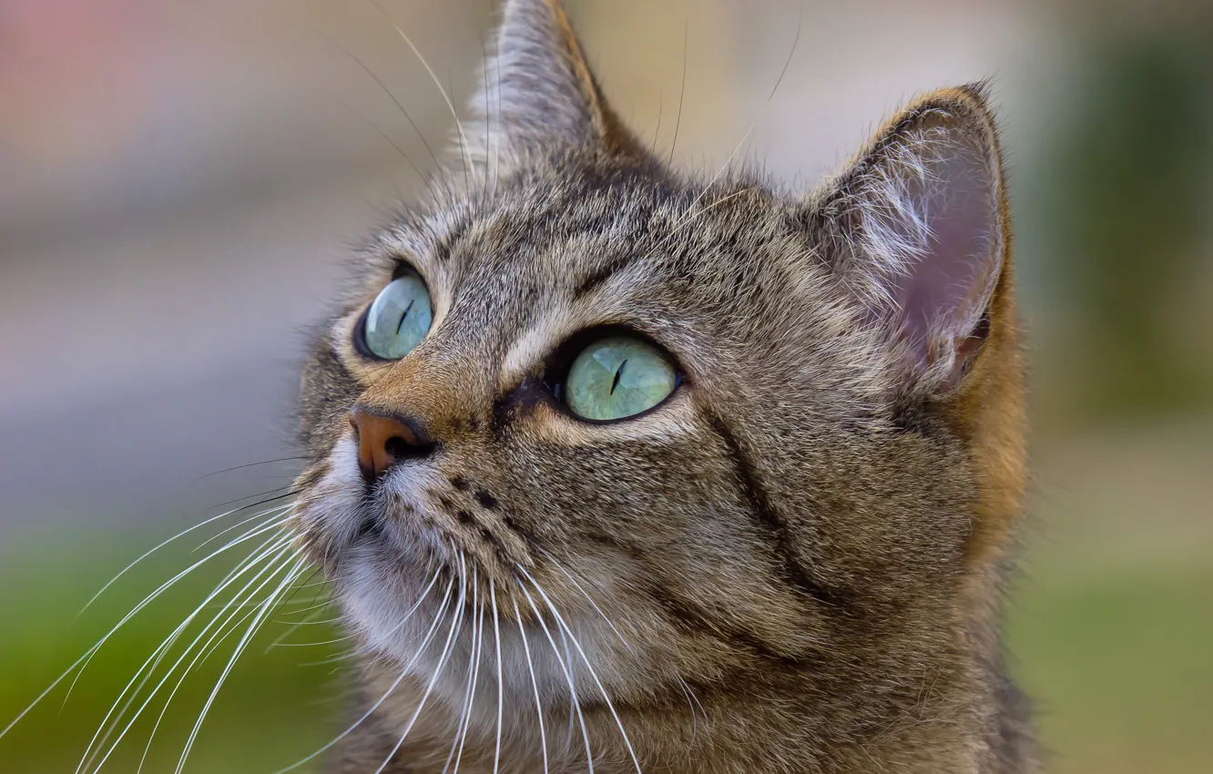 Photo wallpaper cat, eyes, mustache, look, face