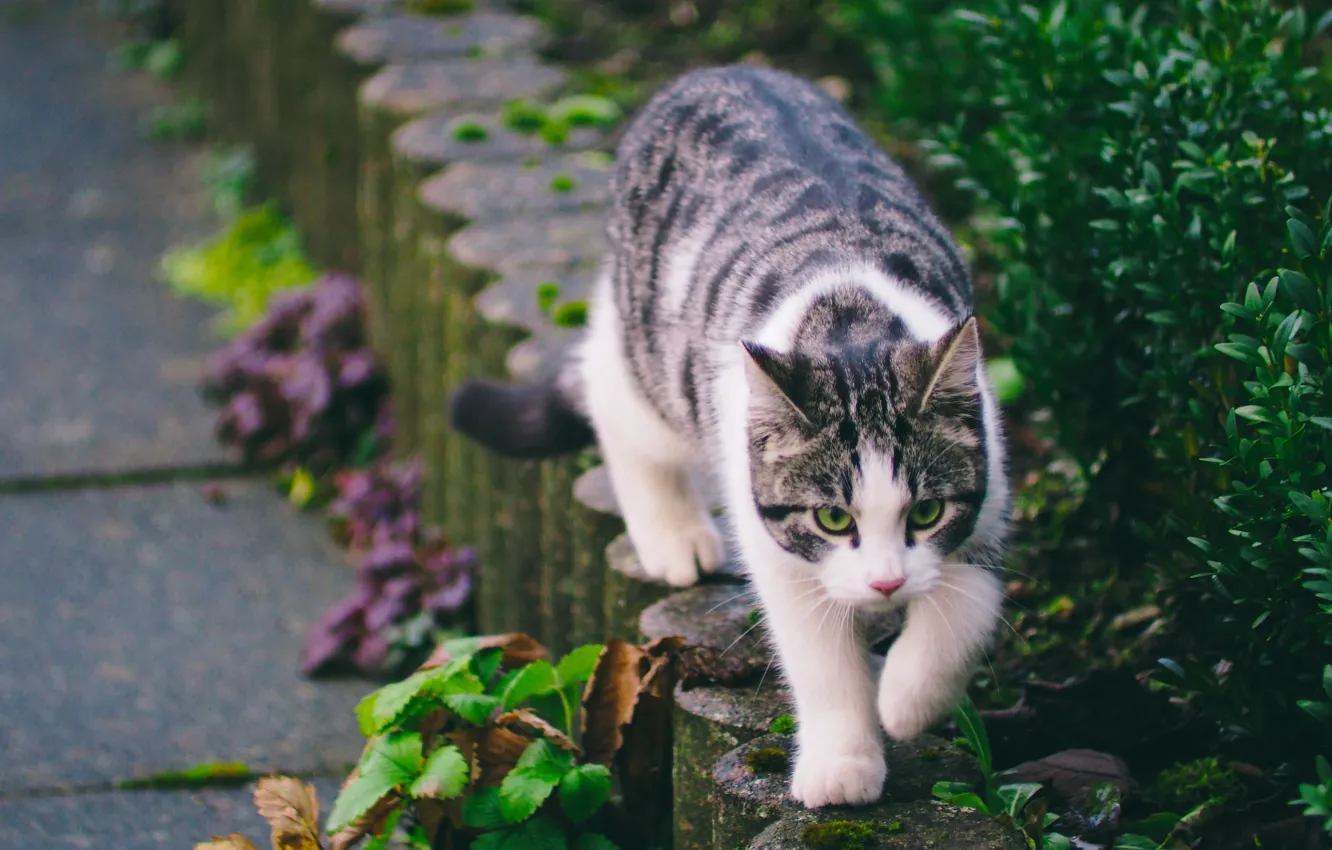Photo wallpaper greens, cat, street, striped, walks