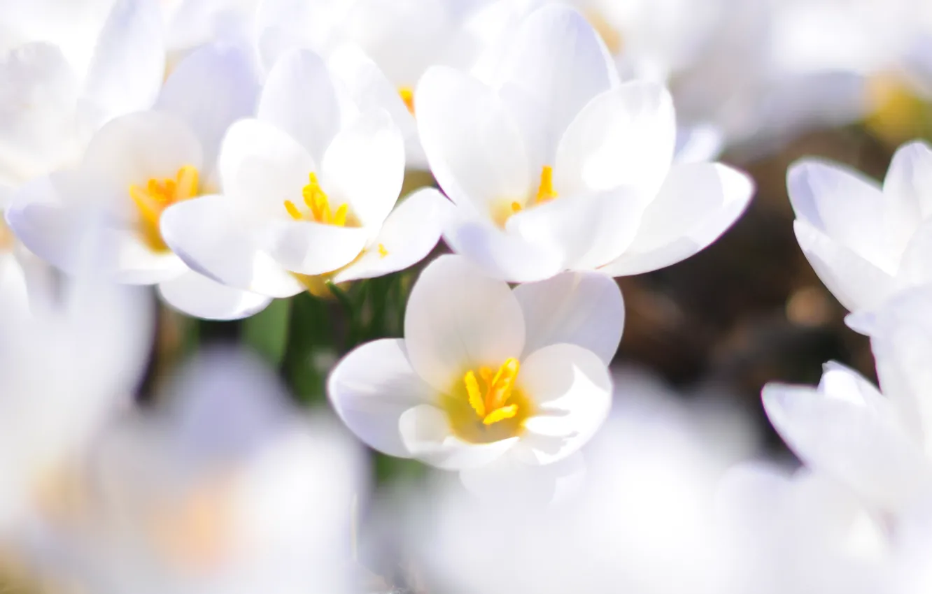 Photo wallpaper white, macro, flowers, spring, crocuses, primrose
