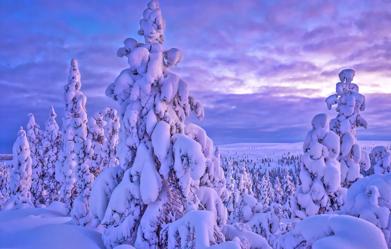Photo wallpaper winter, snow, trees, landscape, nature, morning, ate, Lapland