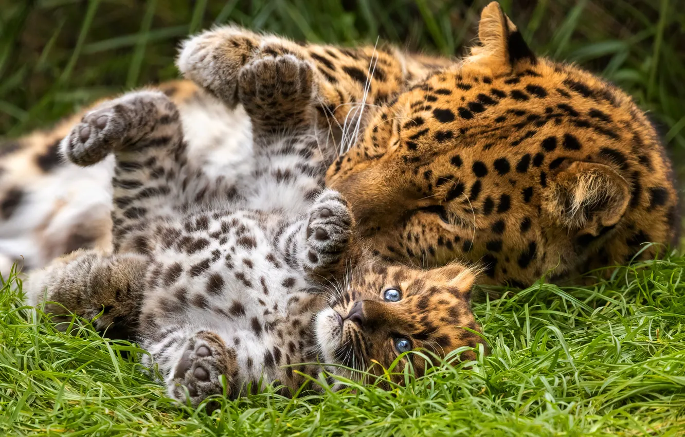 Photo wallpaper kitty, leopard, cub, mom, leopards, lie