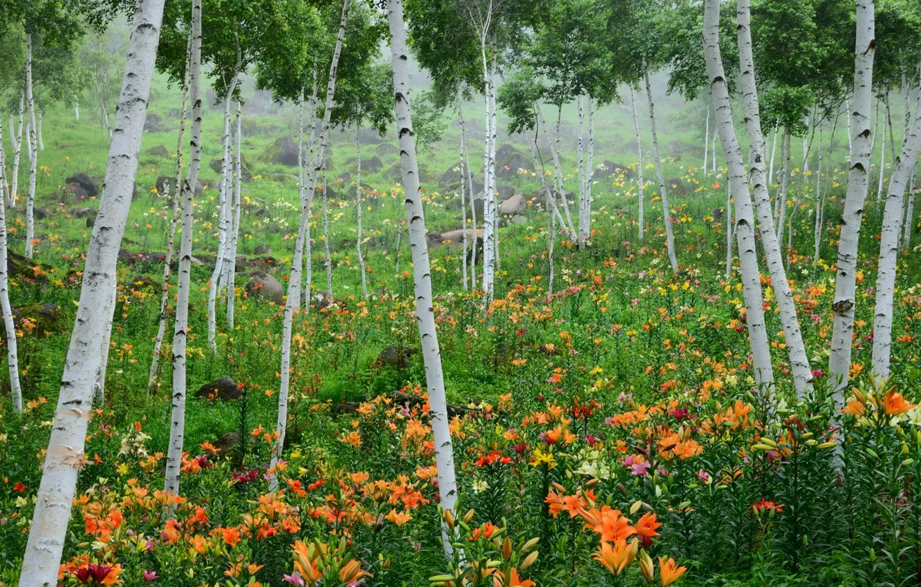 Photo wallpaper trees, nature, photo, Lily, birch