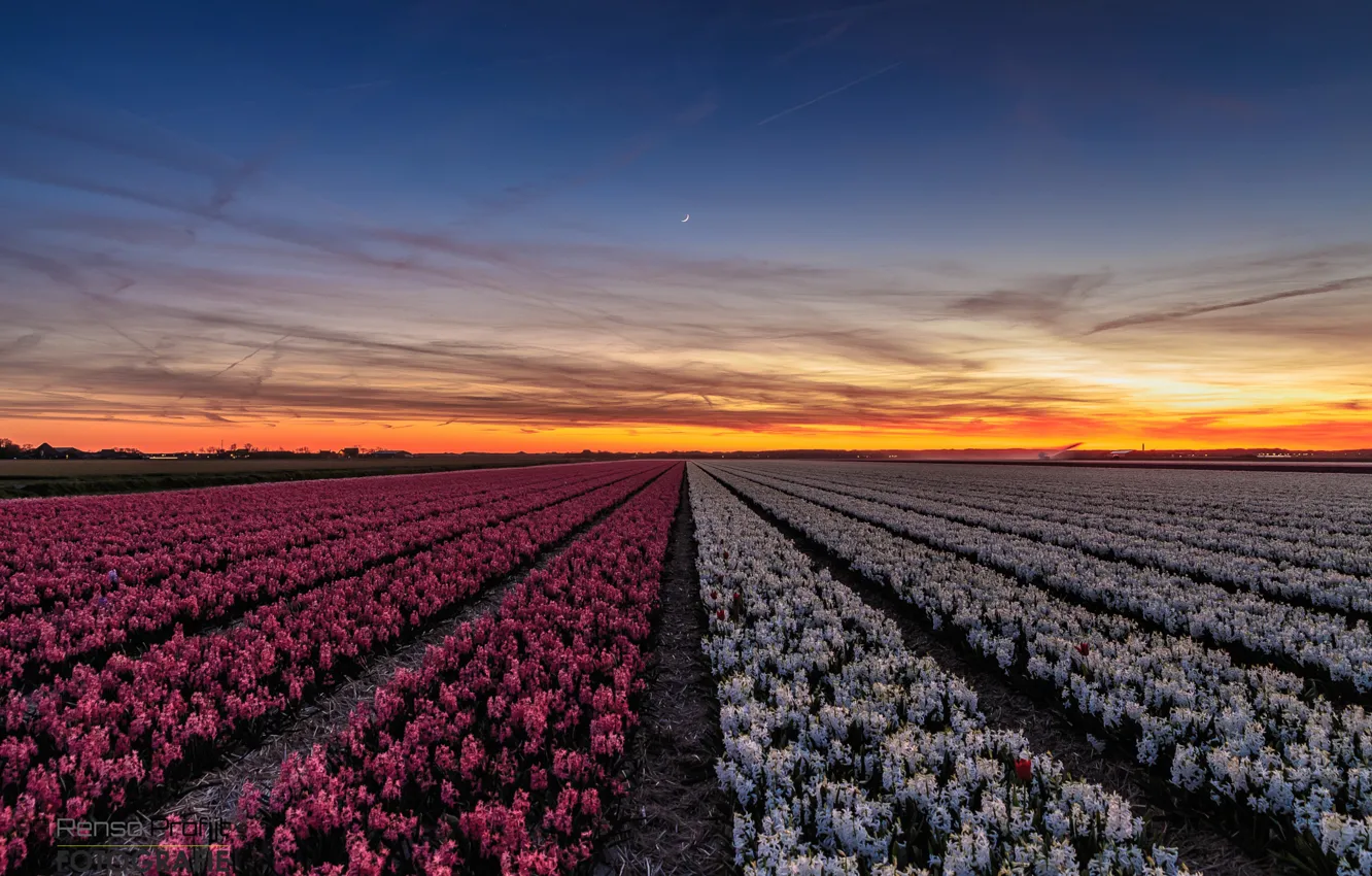 Photo wallpaper field, sunset, flowers, the evening, town, Netherlands, province, North Holland