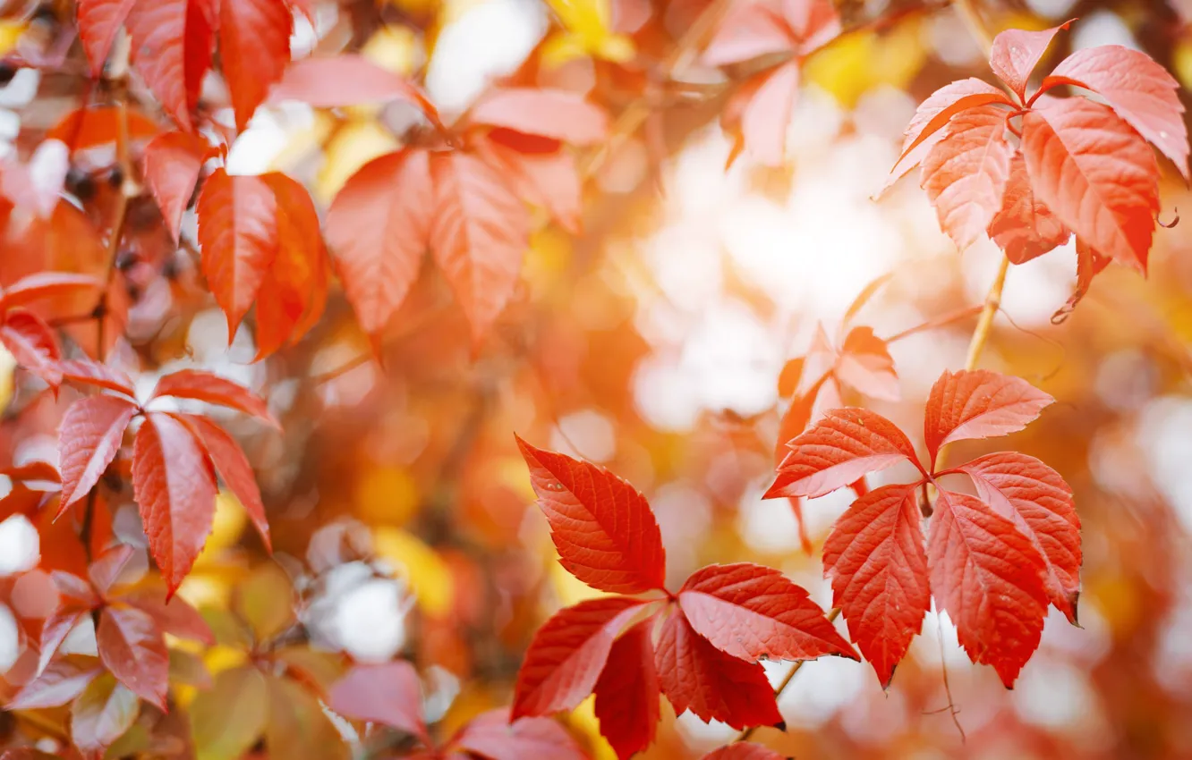 Photo wallpaper autumn, leaves, red, bokeh, vines, parthenocissus