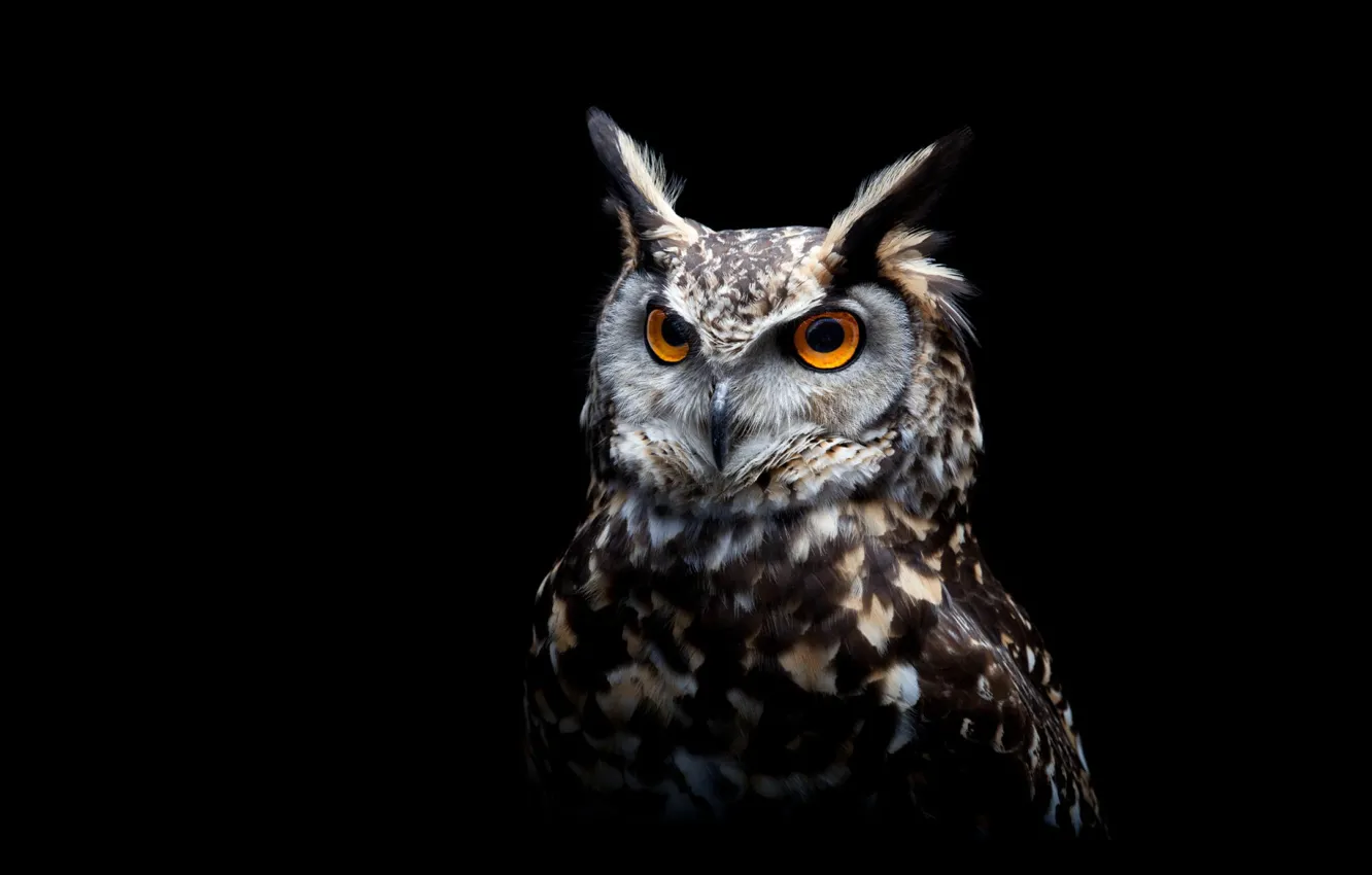 Photo wallpaper bird, animal, owl