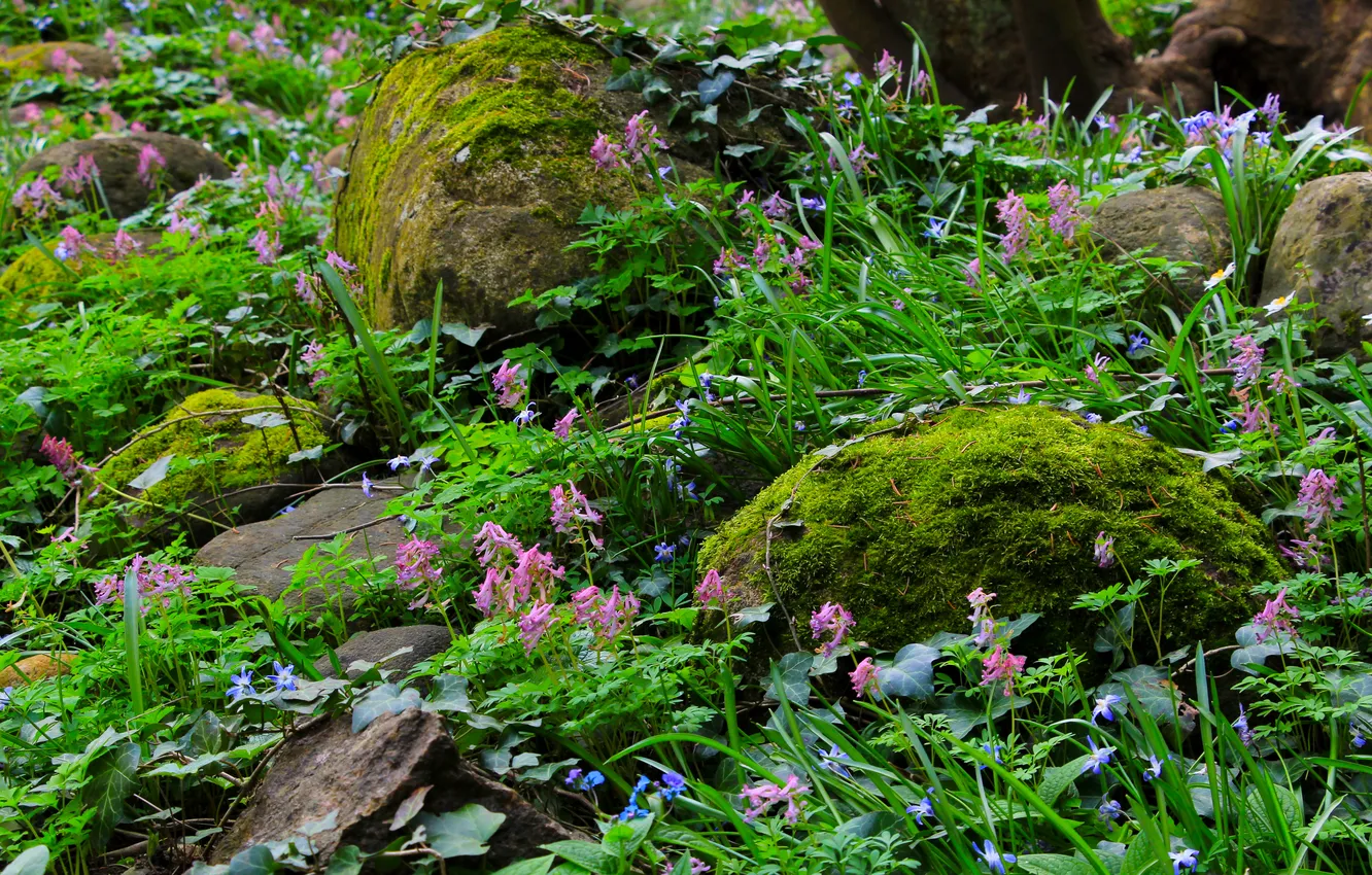 Photo wallpaper flower, stones, plant, moss, Boulders
