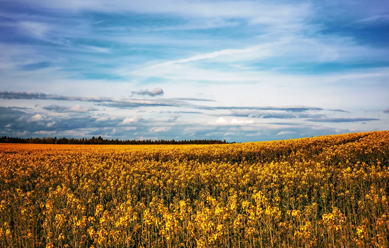 Photo wallpaper field, the sky, flowers, rape, rapeseed field