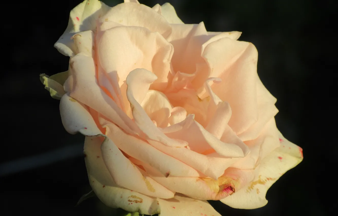 Photo wallpaper Rose, Flower, Petals, Cream, Meduzanol ©, Summer 2018