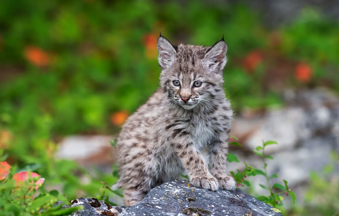 Photo wallpaper nature, stones, baby, cub, kitty, lynx, sitting, bokeh