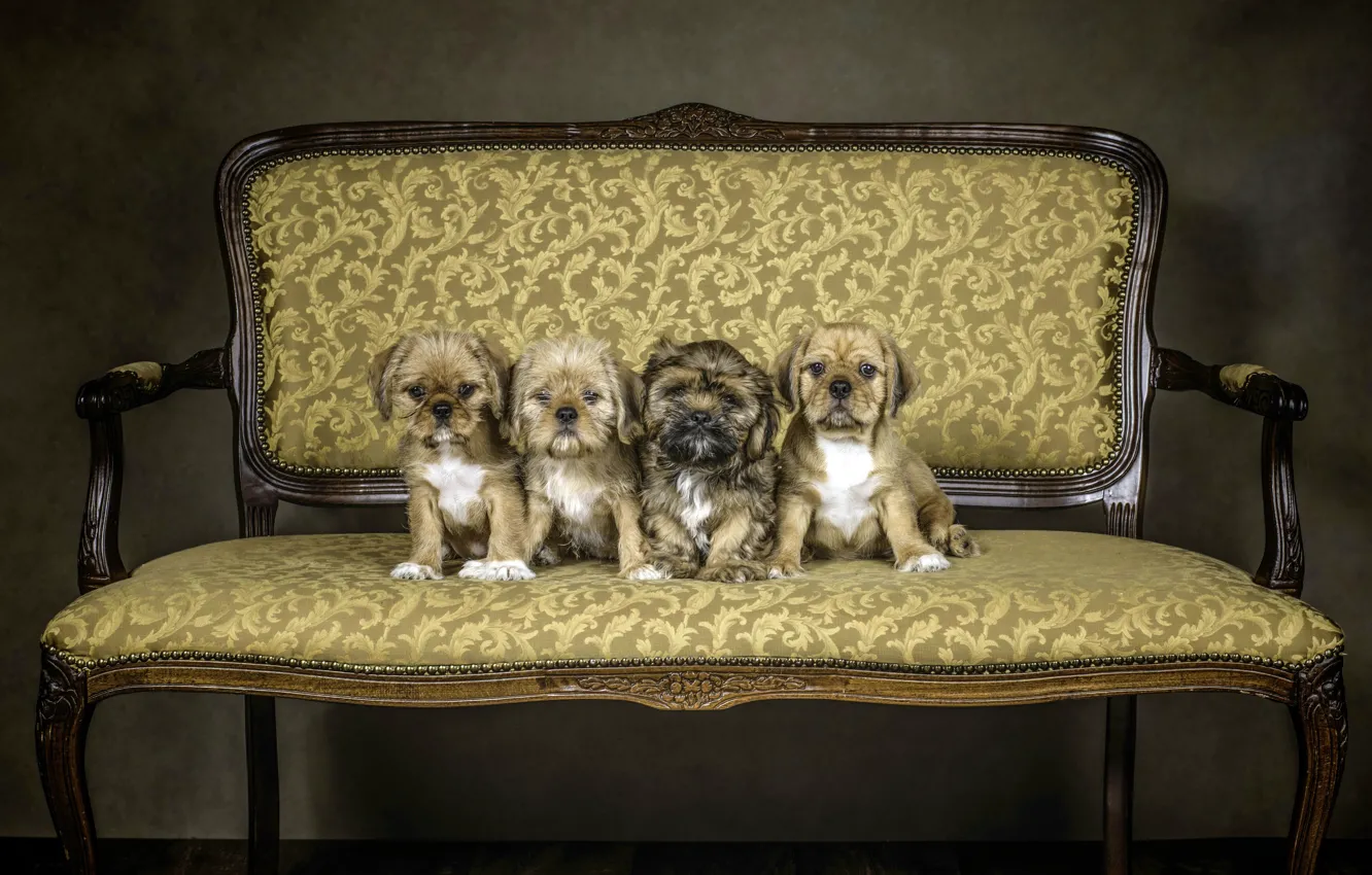Photo wallpaper dogs, sofa, puppies