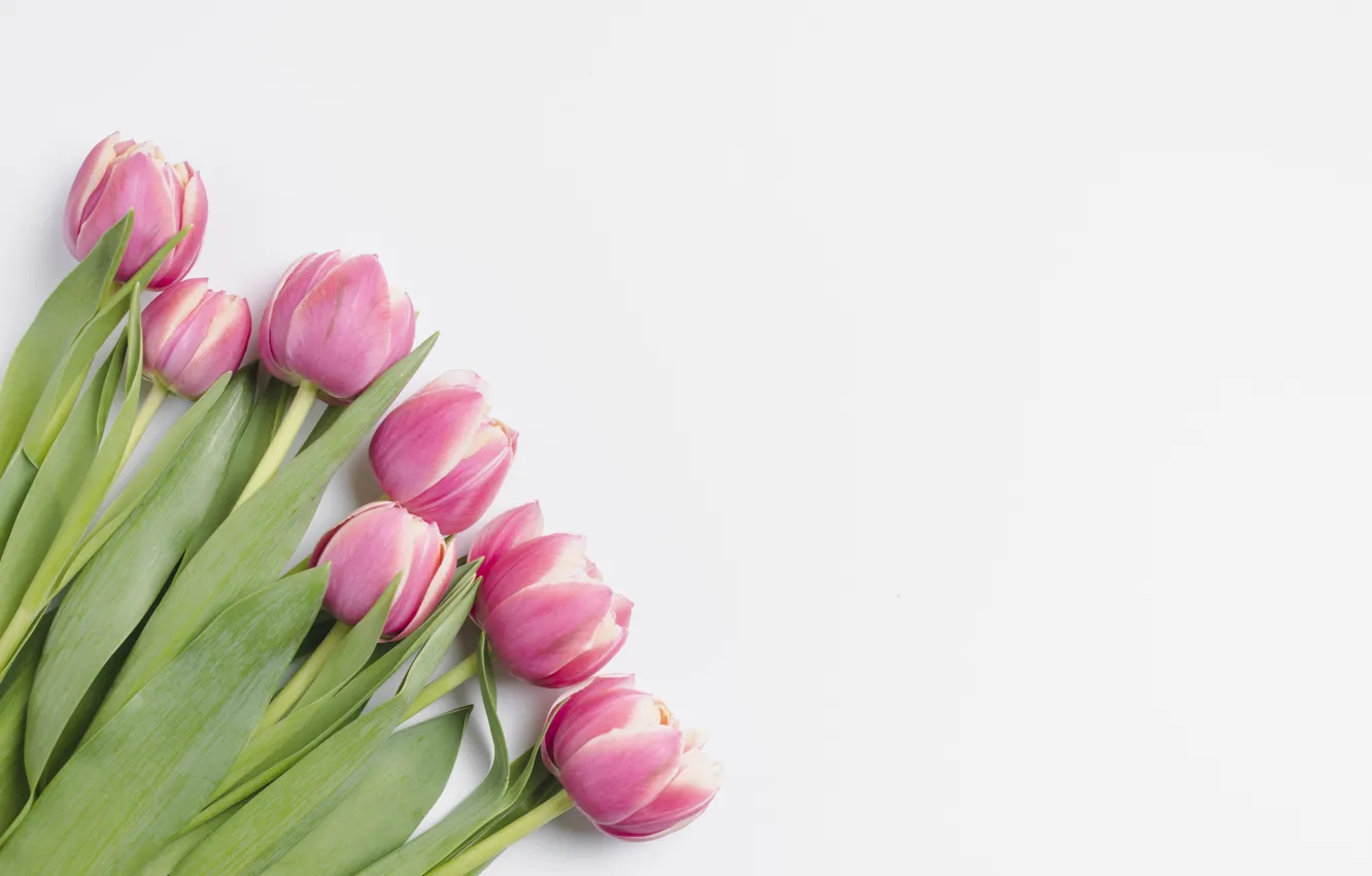 Photo wallpaper flowers, bouquet, tulips