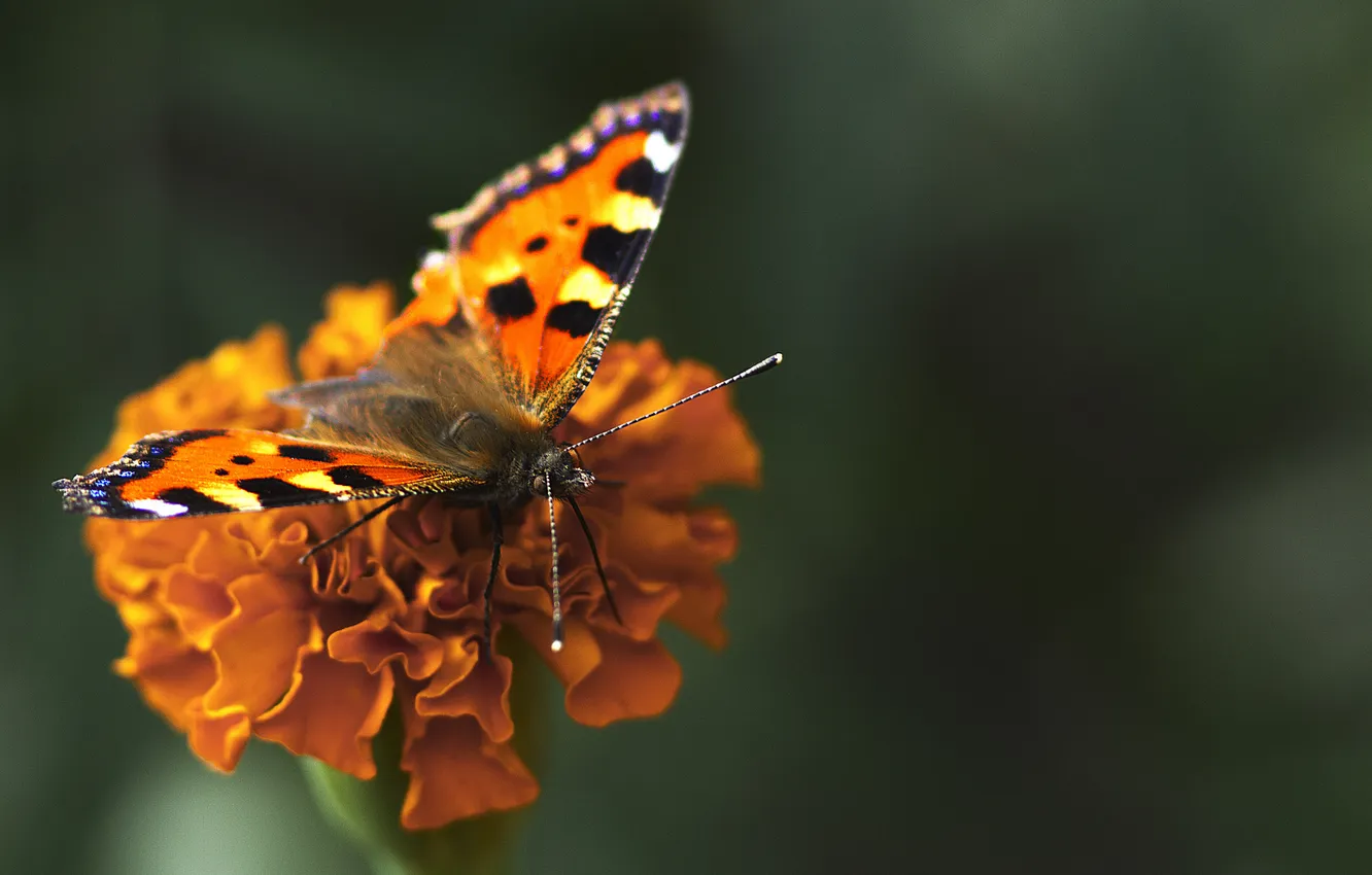 Photo wallpaper flower, butterfly, wings, petals, insect, moth