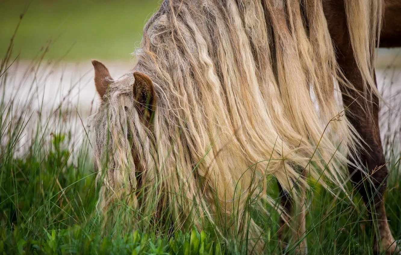 Photo wallpaper grass, horse, horse, pasture, mane