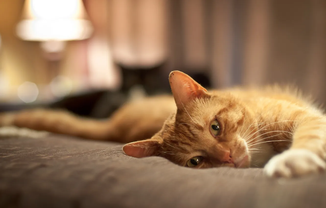 Photo wallpaper cat, bed, red, stretched