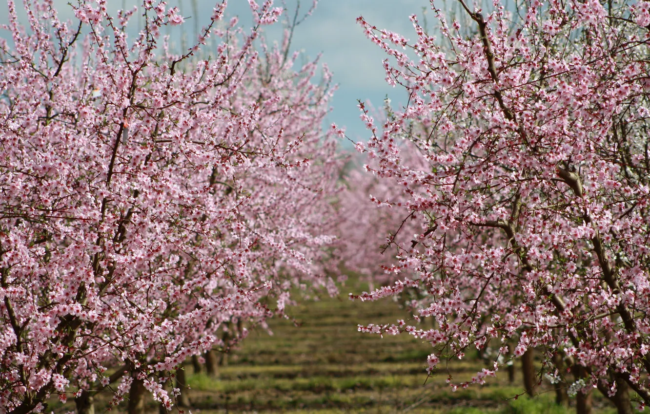 Photo wallpaper nature, spring, garden, flowering