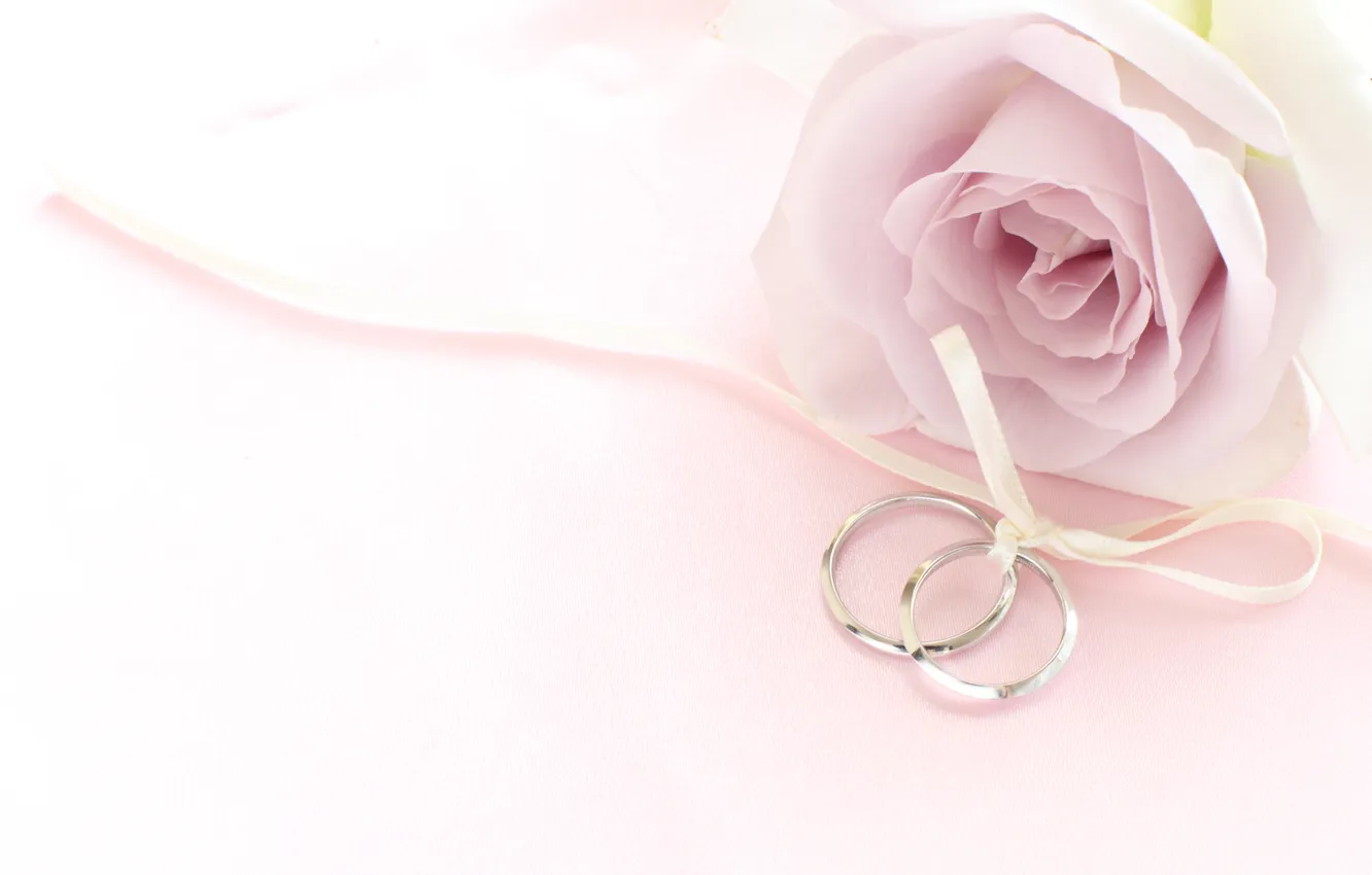 Photo wallpaper flower, rose, ring, tape