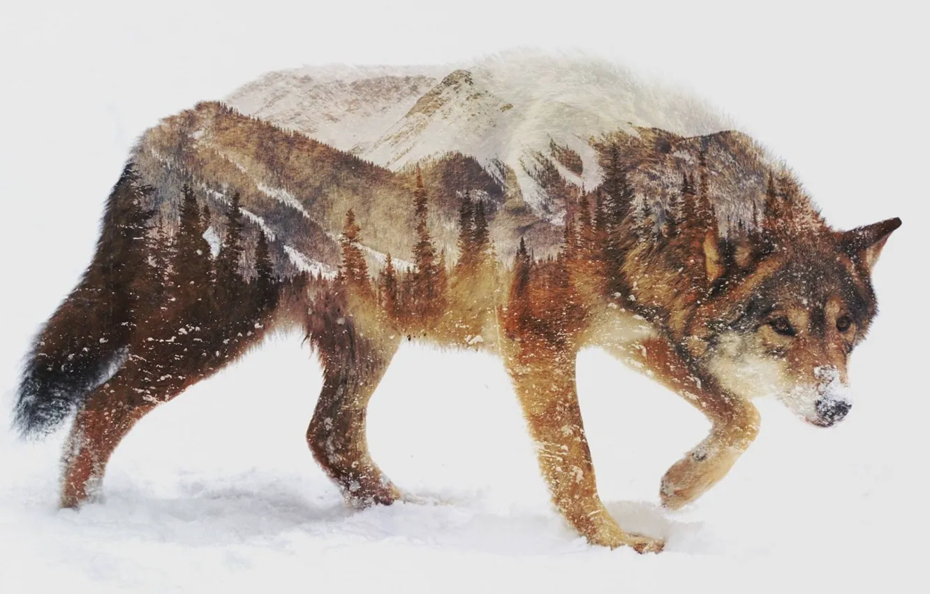 Photo wallpaper animals, landscape, nature, photo manipulation, double exposure, ..brown wolf