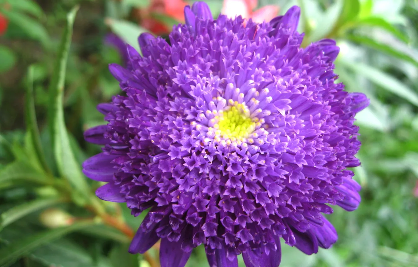 Photo wallpaper green, nature, blue, pink, beuteful