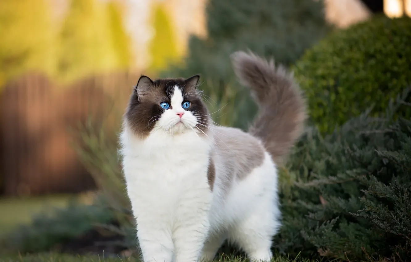Photo wallpaper cat, cat, tail, Ragdoll