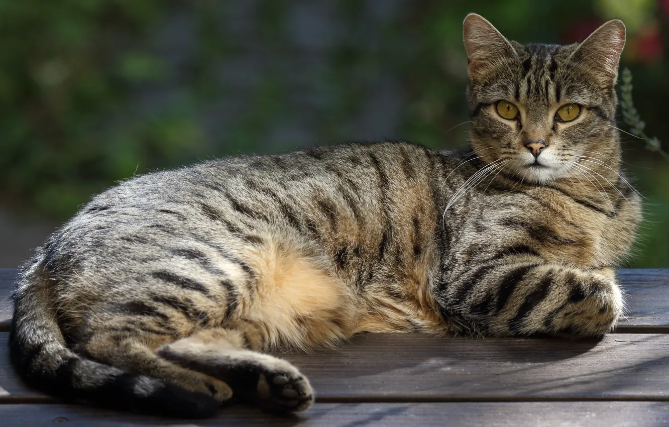 Photo wallpaper cat, cat, look, bench, nature, pose, grey, background