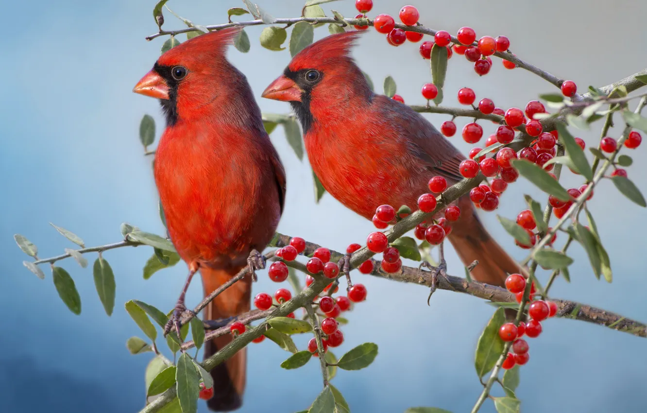 Photo wallpaper branches, berries, bird, a couple, cardinal, red cardinal