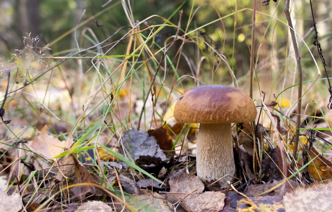 Photo wallpaper forest, white, mushrooms, Borovik
