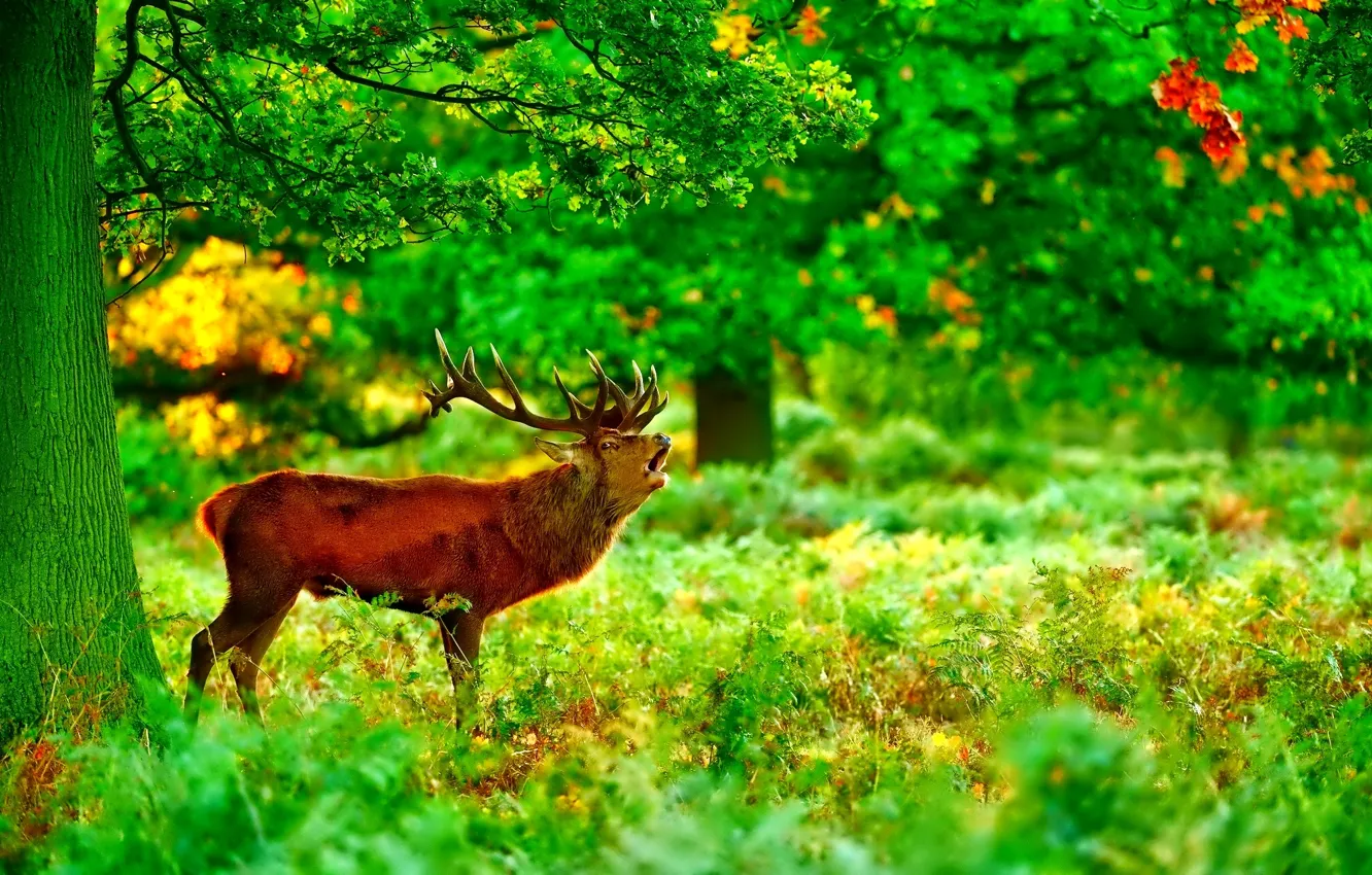 Photo wallpaper forest, grass, trees, deer, horns