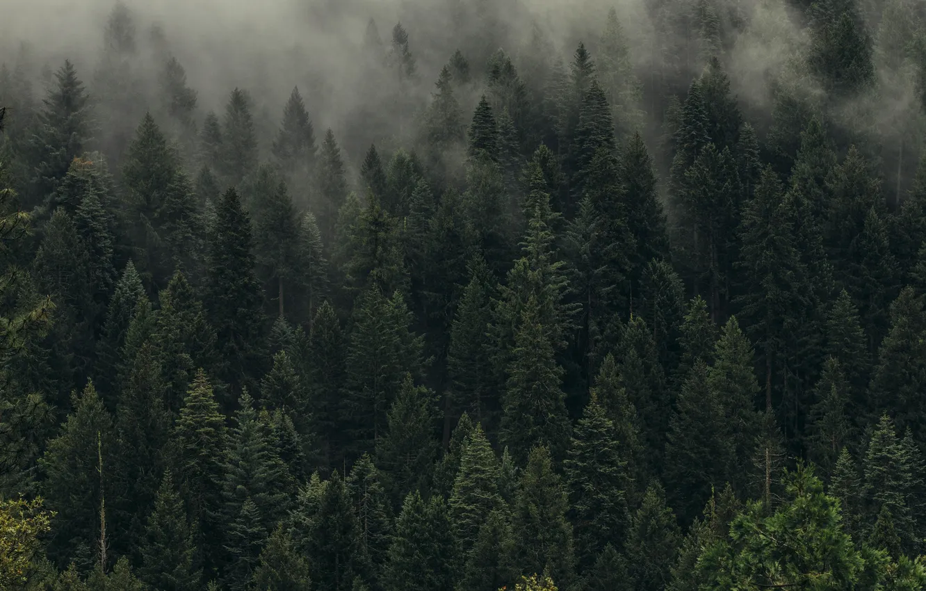 Photo wallpaper forest, trees, landscape, nature, fog, the darkness, twilight