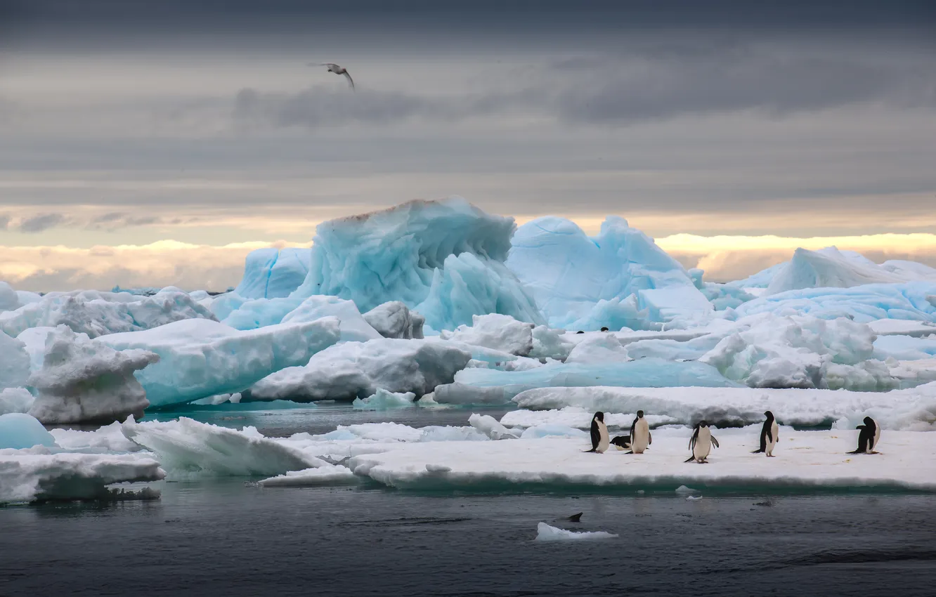 Photo wallpaper ice, Penguins, cold