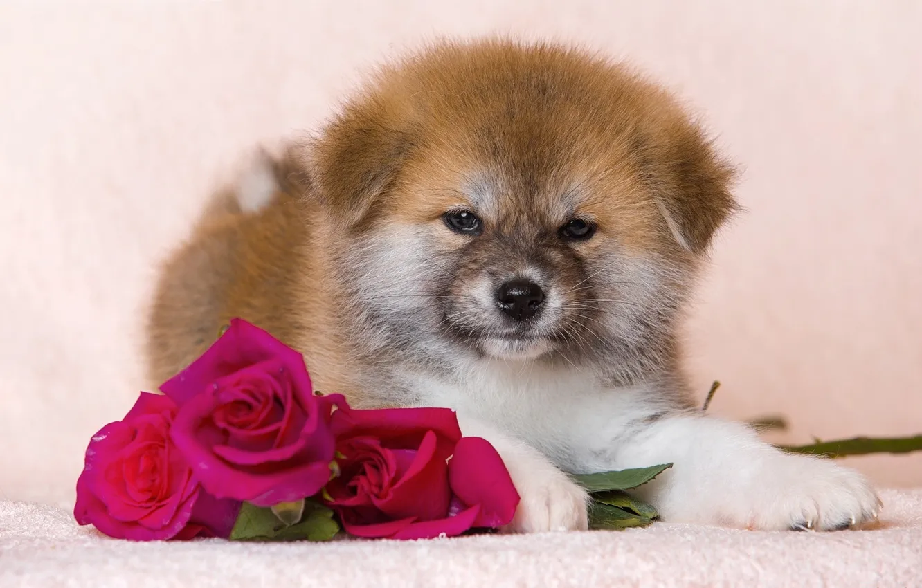 Photo wallpaper flowers, roses, fluffy, puppy, dog