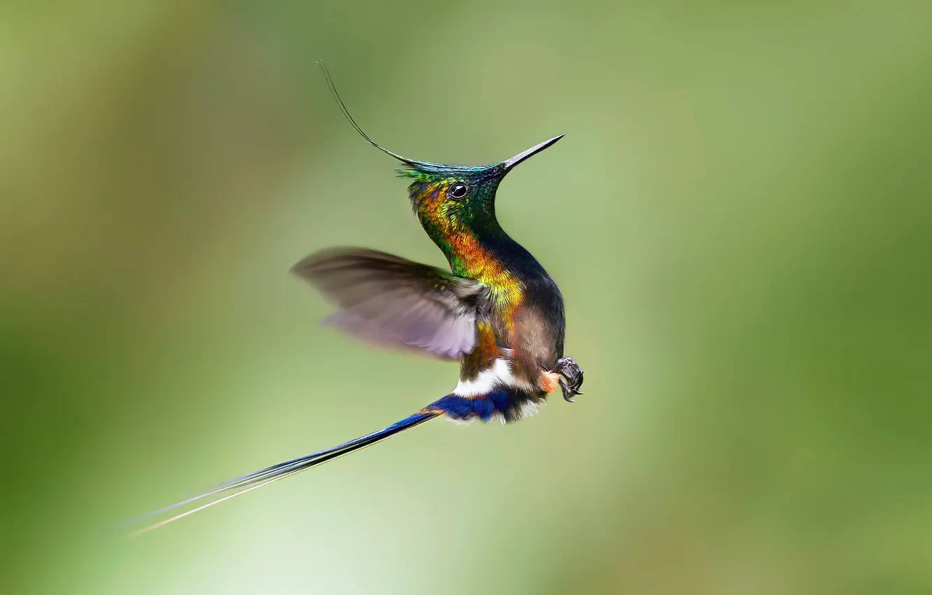Photo wallpaper bird, Hummingbird, flight, the rise
