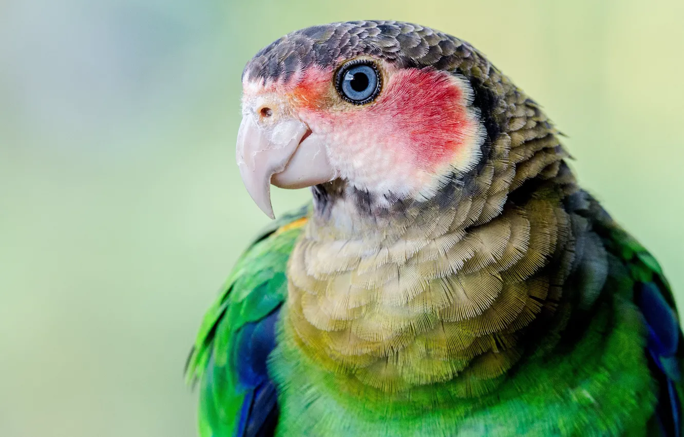 Photo wallpaper look, green, background, bird, portrait, parrot, bright plumage, Rosella