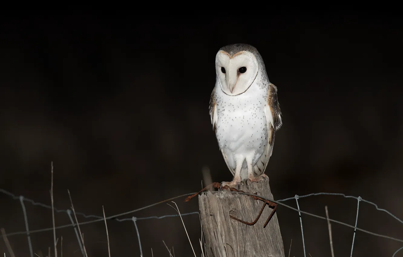 Photo wallpaper look, night, darkness, the dark background, owl, bird, posts, the fence