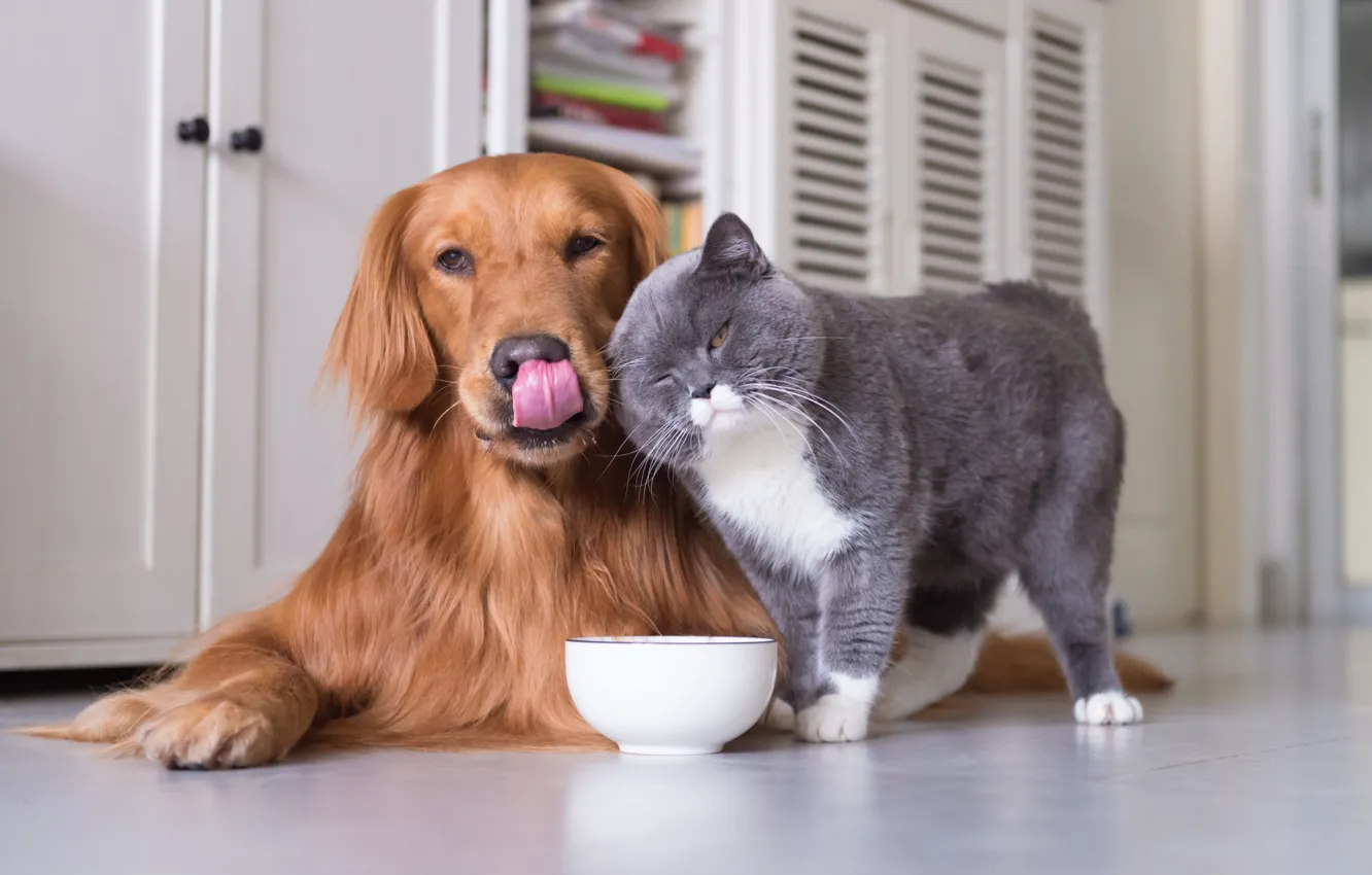 Photo wallpaper cat, dog, bowl, Retriever