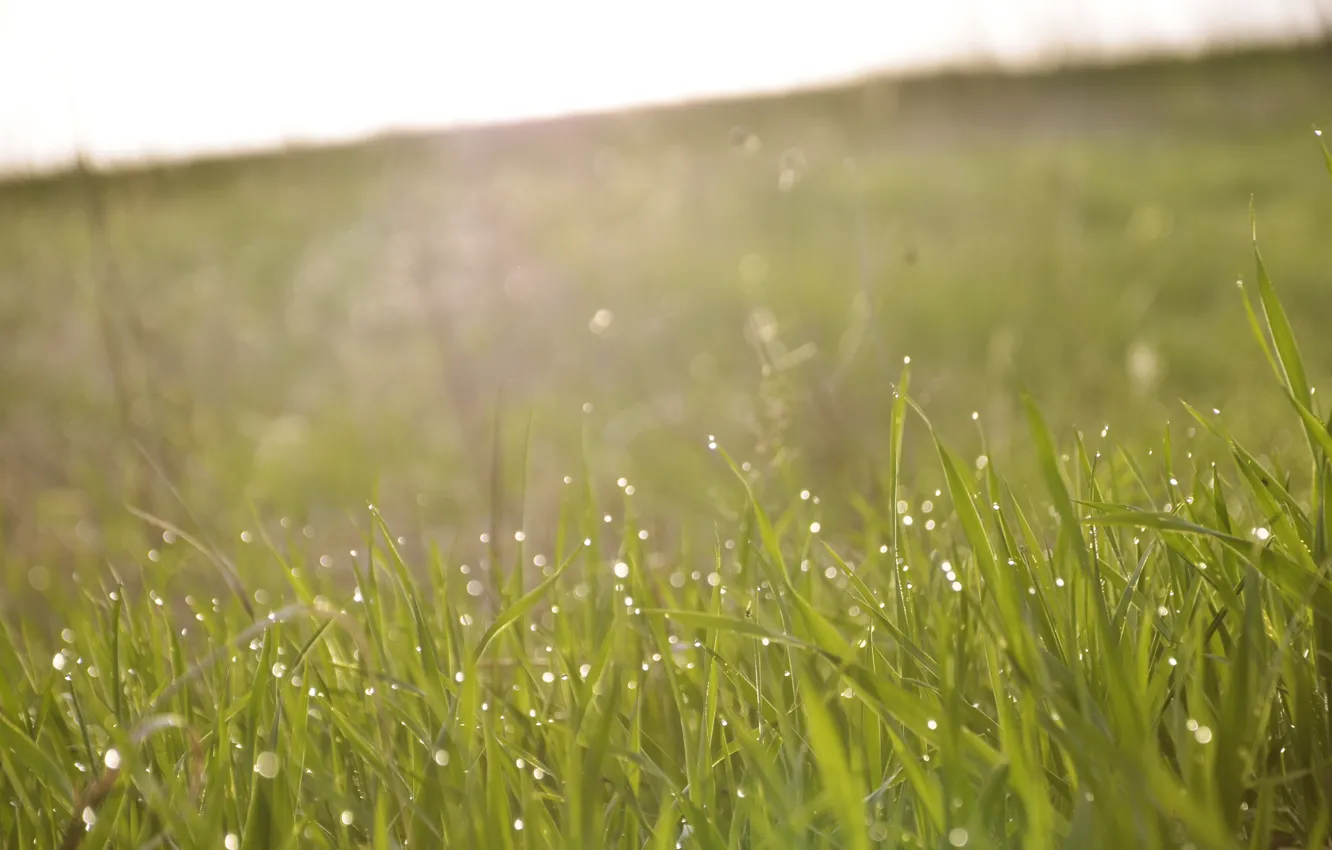 Photo wallpaper greens, summer, grass, drops, light, freshness, Rosa, dawn