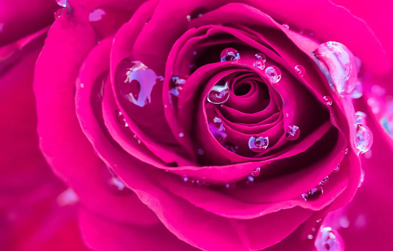 Photo wallpaper drops, macro, roses, petals, buds