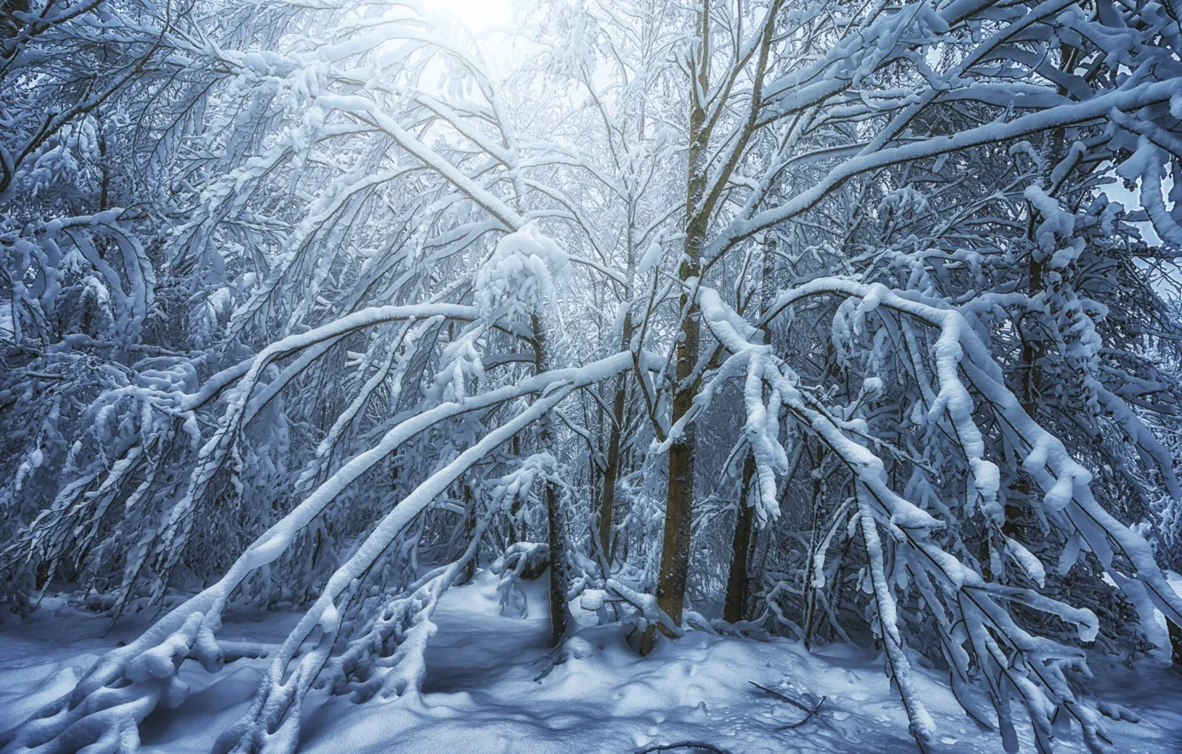 Photo wallpaper winter, forest, snow, trees