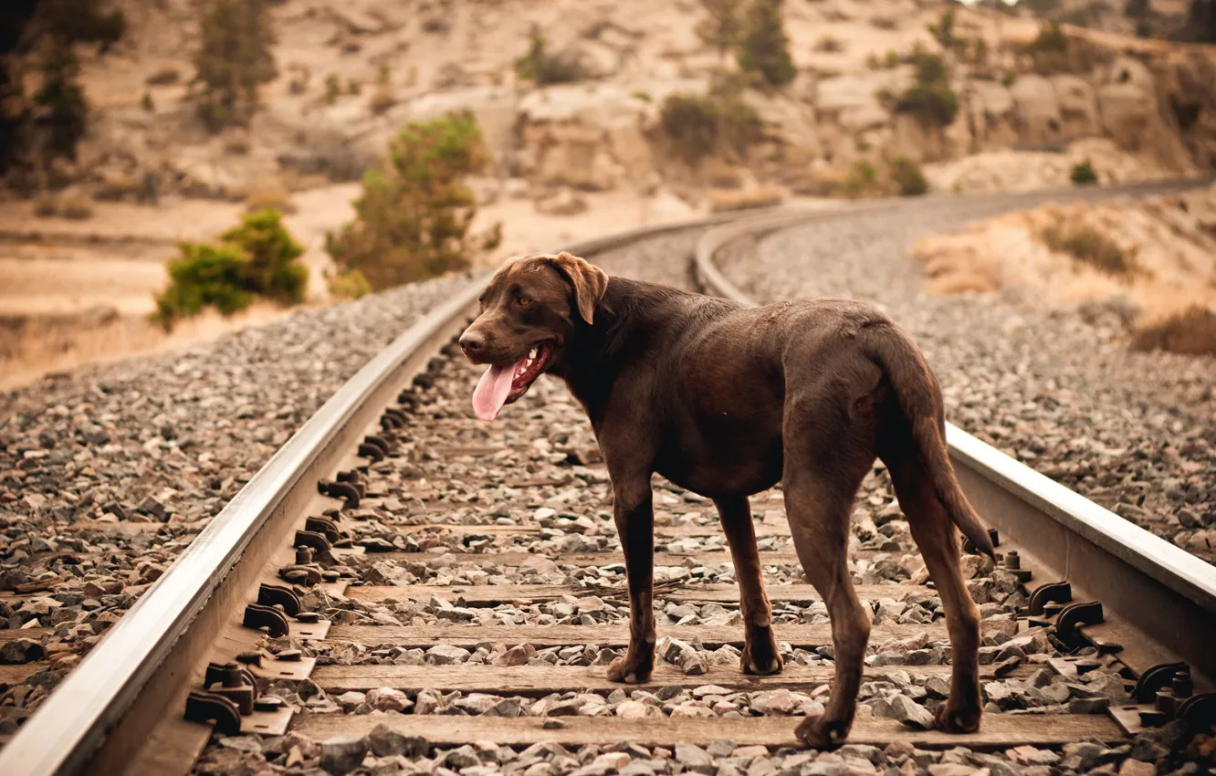 Photo wallpaper each, dog, railroad