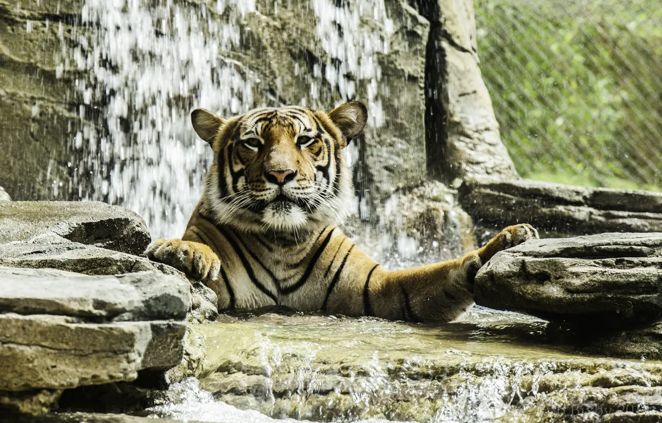 Photo wallpaper face, tiger, predator, bathing, wild cat, zoo