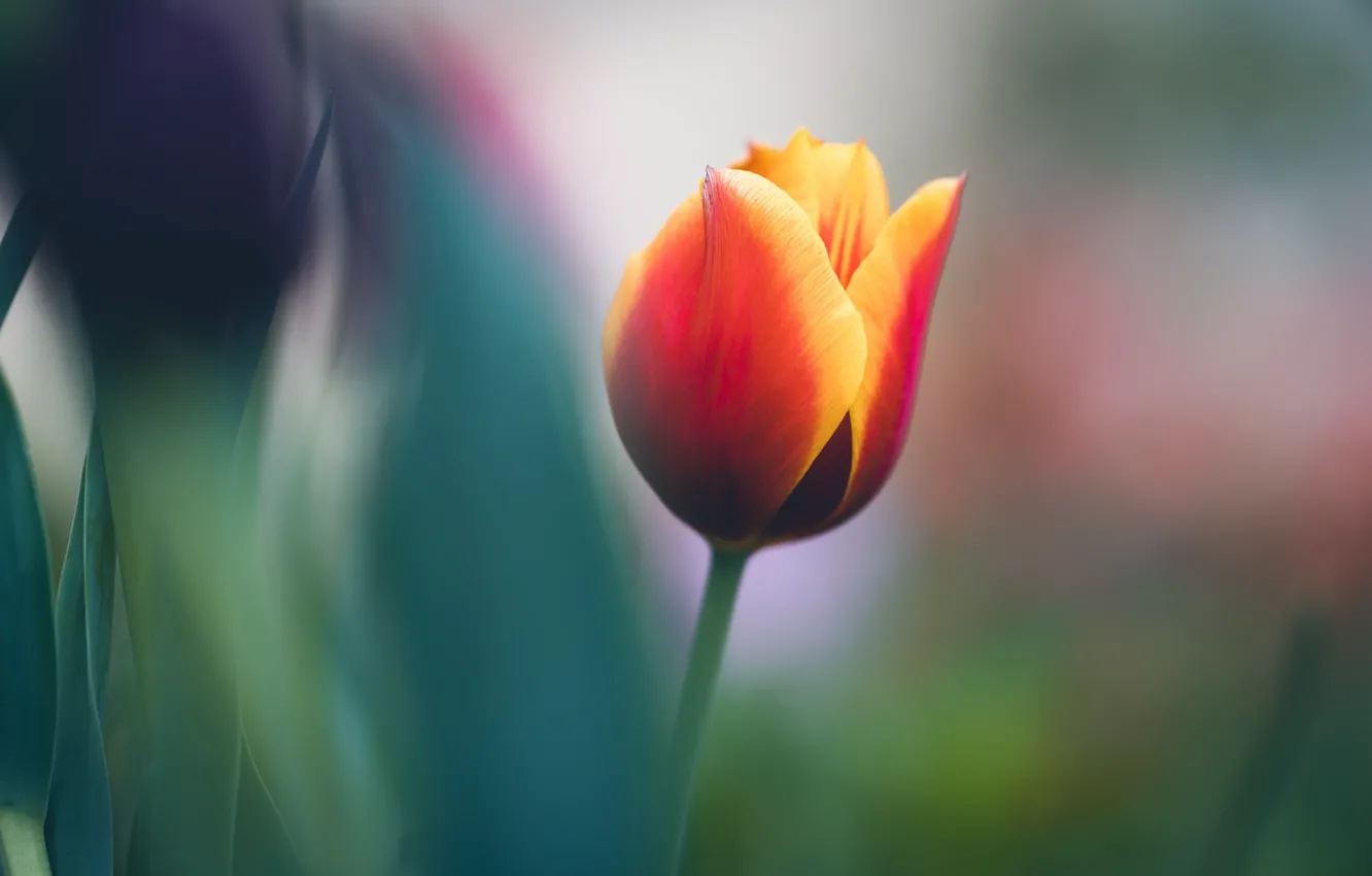 Photo wallpaper flower, nature, Tulip