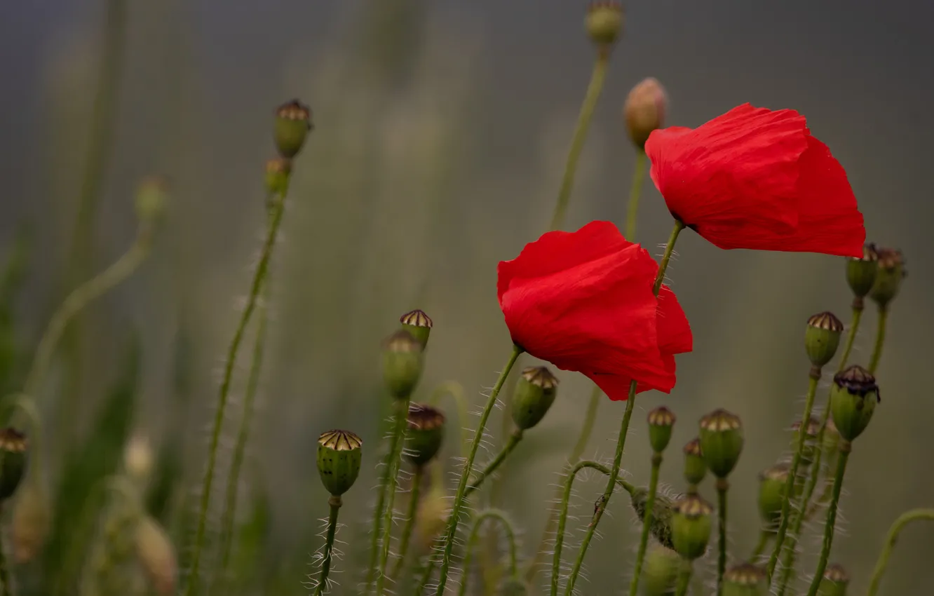 Photo wallpaper summer, flowers, red, Maki, stem, grey background, Duo