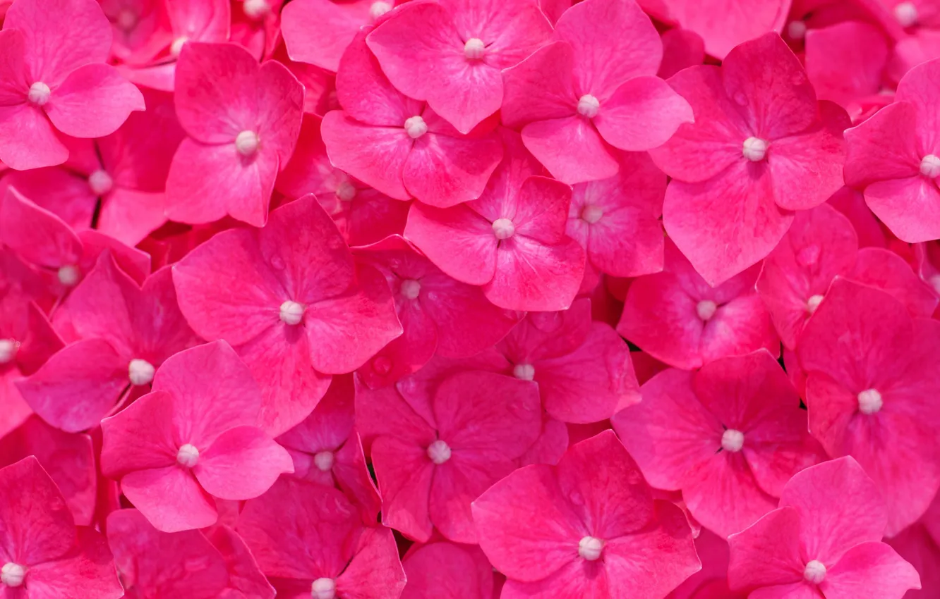 Photo wallpaper macro, flowers, pink, hydrangea