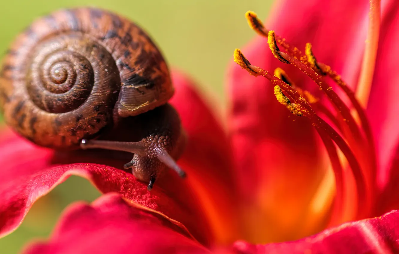 Photo wallpaper flower, snail, antennae, crawling