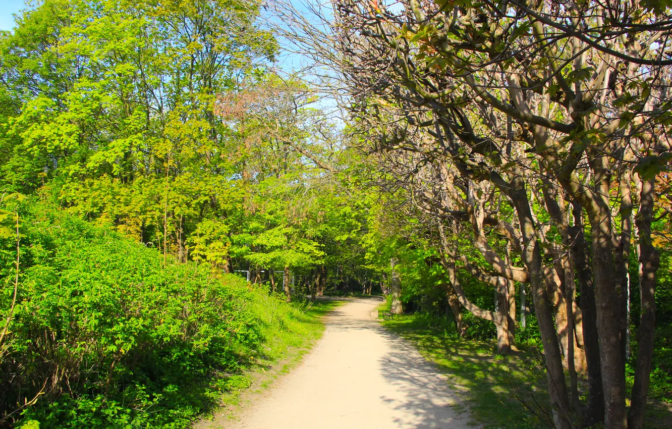 Photo wallpaper trees, park, spring, alley