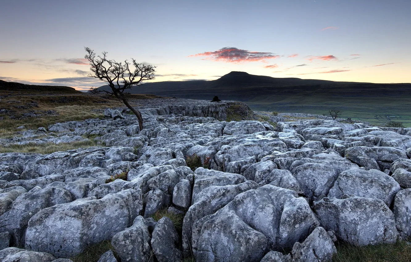 Photo wallpaper trees, landscape, stones