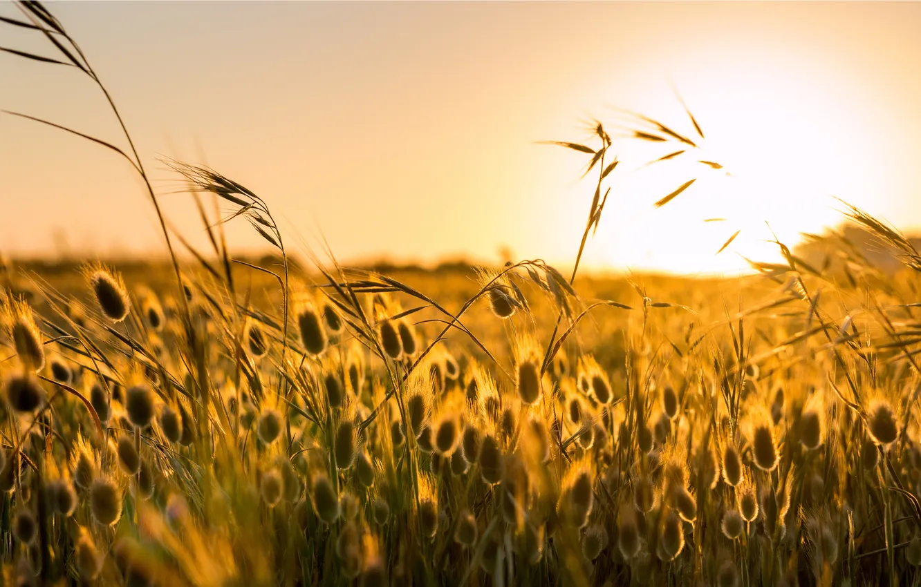 Photo wallpaper field, the sun, macro, background, widescreen, Wallpaper, spikelets, wallpaper