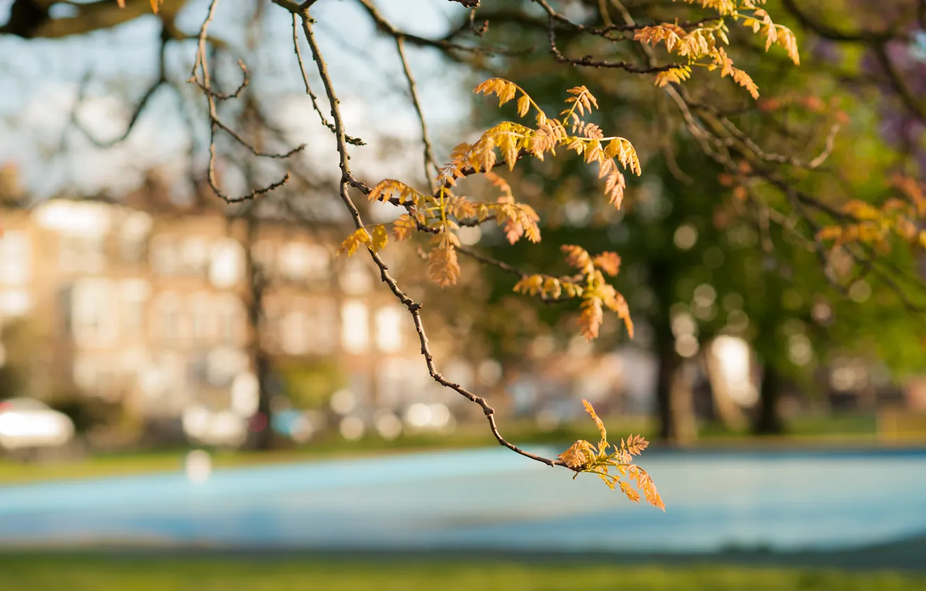 Photo wallpaper autumn, leaves, Branch